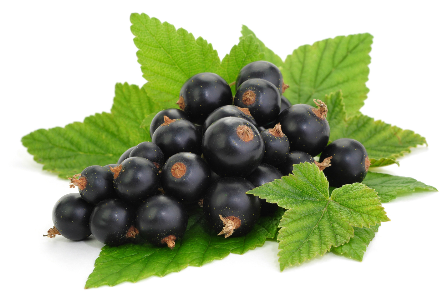 Schwarztee Cassis - Rezepte Suchen