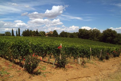 Italian Wine Brunello di Montalcino vineyards Italy