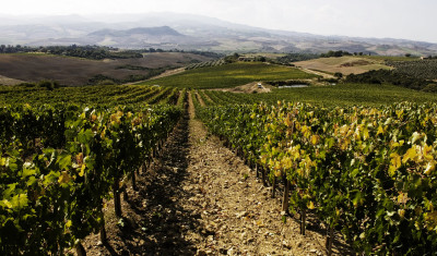 Red Wine Brunello di Montalcino Tuscany Italy buy bangkok thailand