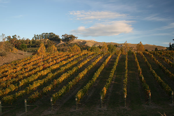 Central Otago Vineyard New Zealand Wines