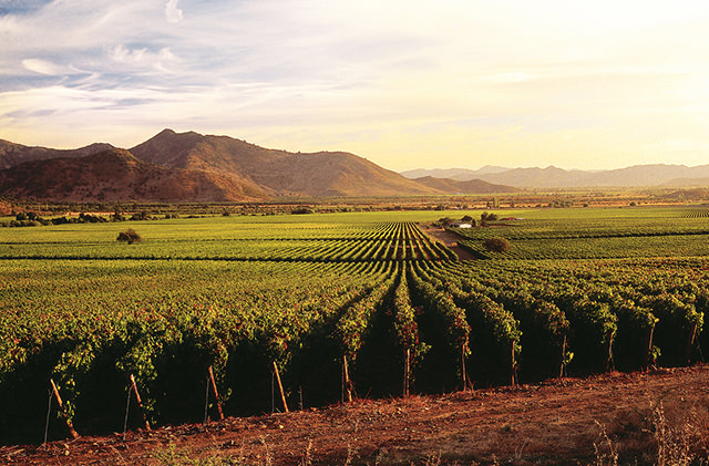 vineyards wine mountains